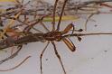 Tetragnatha_bituberculata_D7913_D_89_North Stradbroke island_Australie